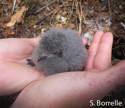 New Zealand storm petrel chick