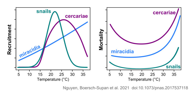 Thermal performance curves for two parasite larval stages and the intermediate snail host.